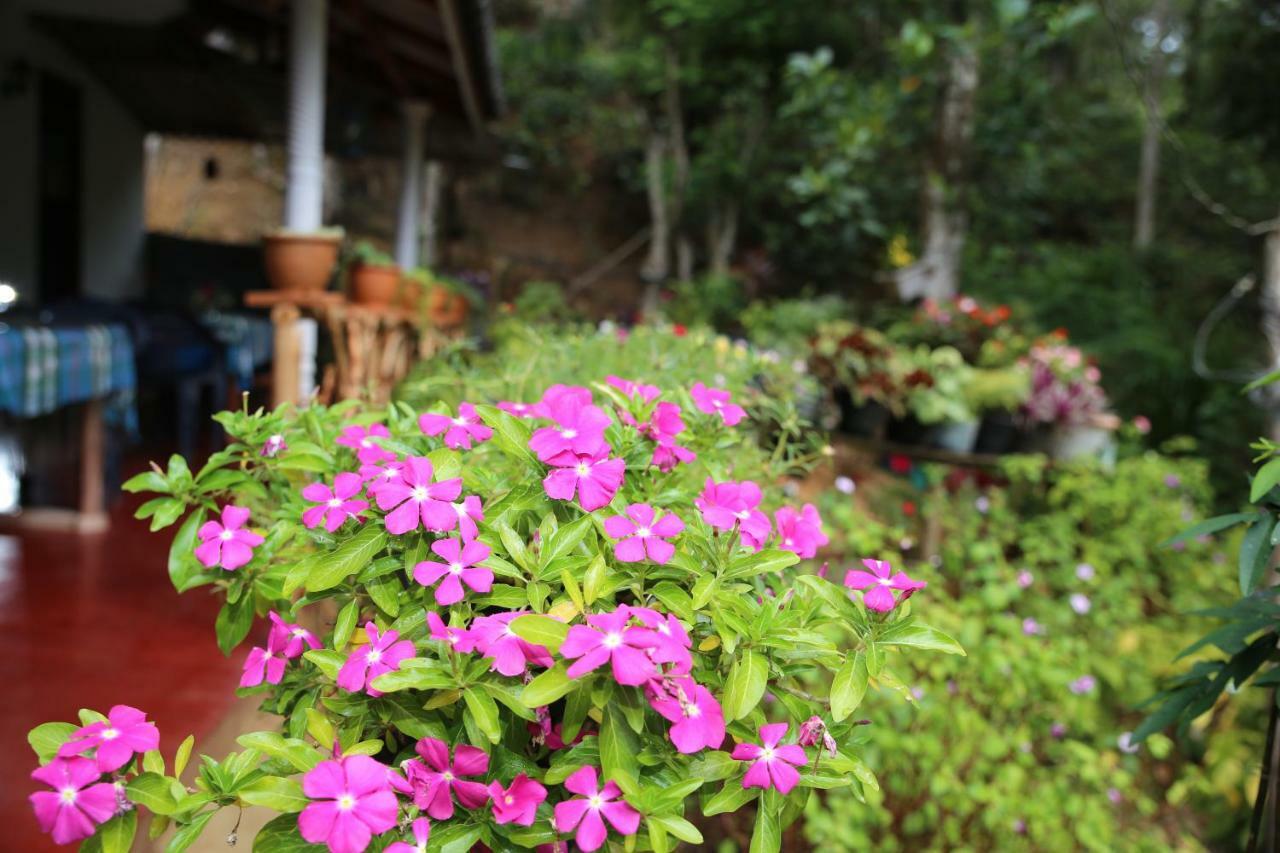 Secret Nest Homestay エッラ エクステリア 写真