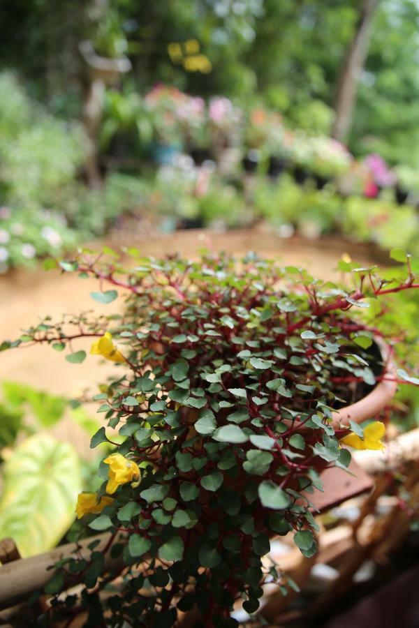 Secret Nest Homestay エッラ 部屋 写真