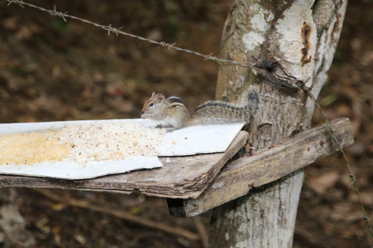 Secret Nest Homestay エッラ エクステリア 写真