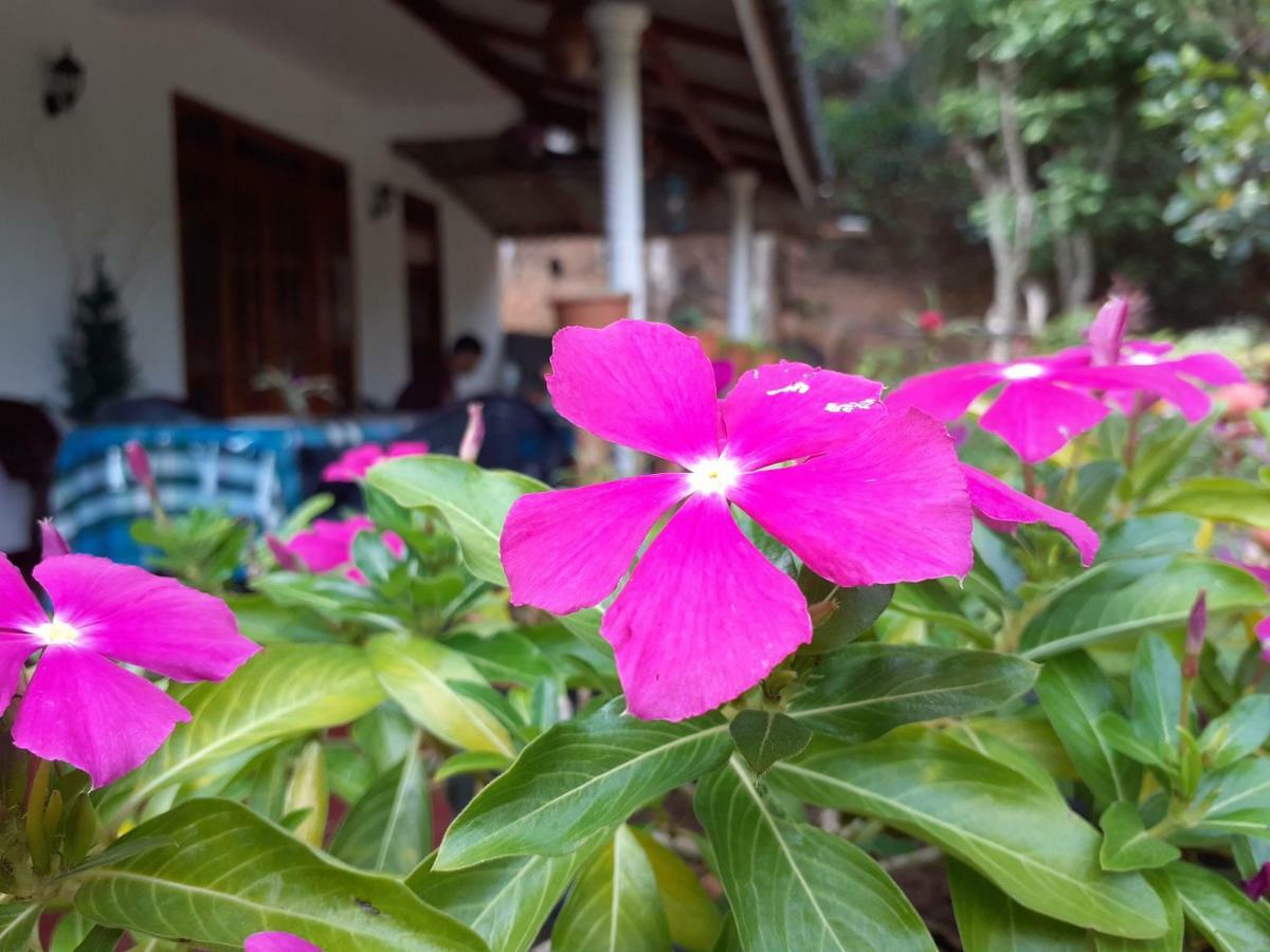 Secret Nest Homestay エッラ エクステリア 写真